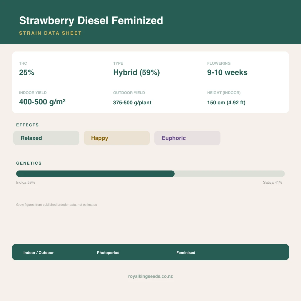 Strawberry Diesel 59% indica / 41% sativa flower with visible trichomes