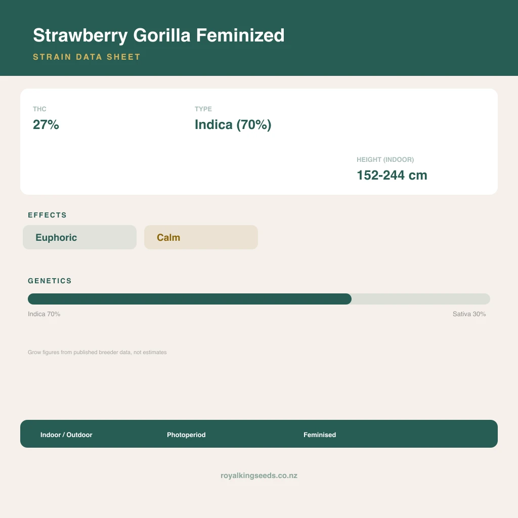 Strawberry Gorilla 70% indica / 30% sativa flower with visible trichomes