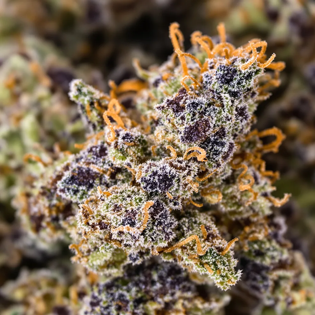 Sugar Black Rose cannabis bud close-up showing dense purple-tinged calyxes