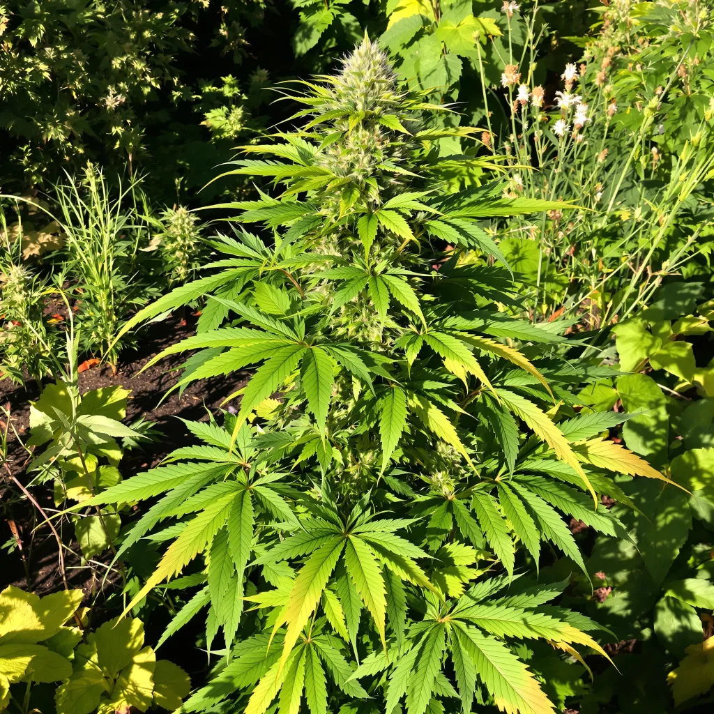 Sugar Black Rose 88% indica / 12% sativa flower with visible trichomes