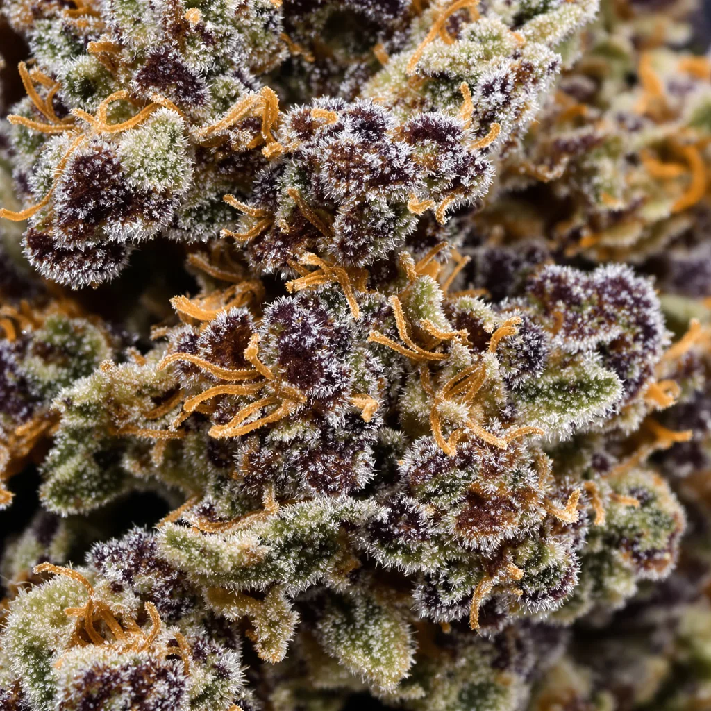 Sugar Mama cannabis bud close-up showing dense purple-tinged calyxes