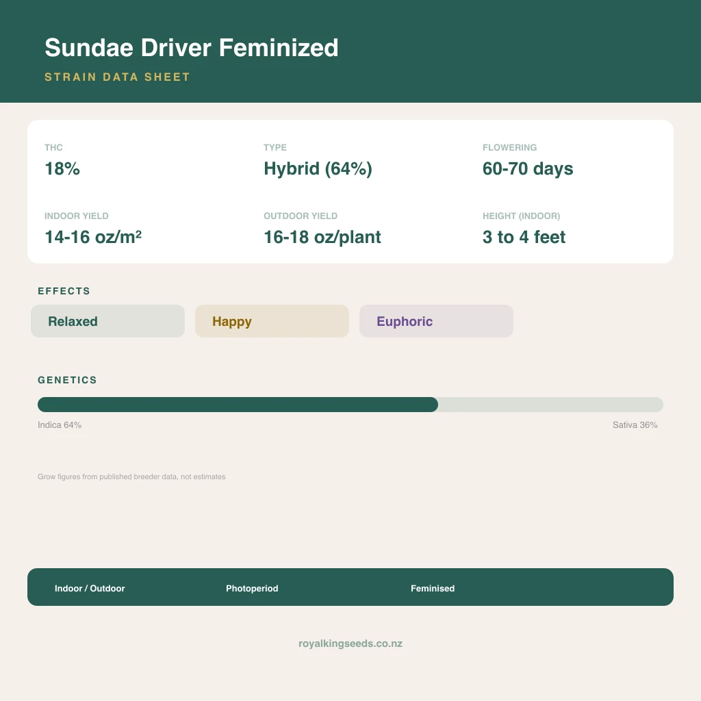 Sundae Driver 64% indica / 36% sativa flower with visible trichomes
