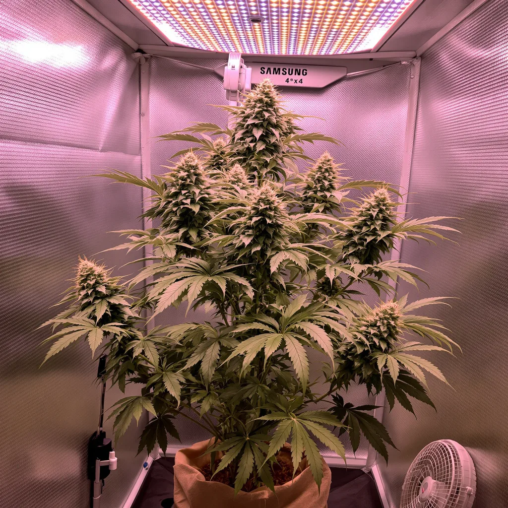 Sunset Sherbet cannabis plant in flowering stage — 100-120 cm feminised