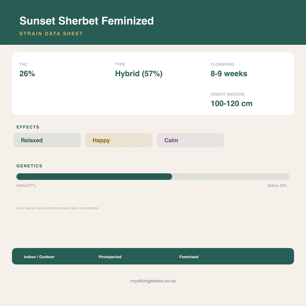 Sunset Sherbet 57% indica / 43% sativa flower with visible trichomes