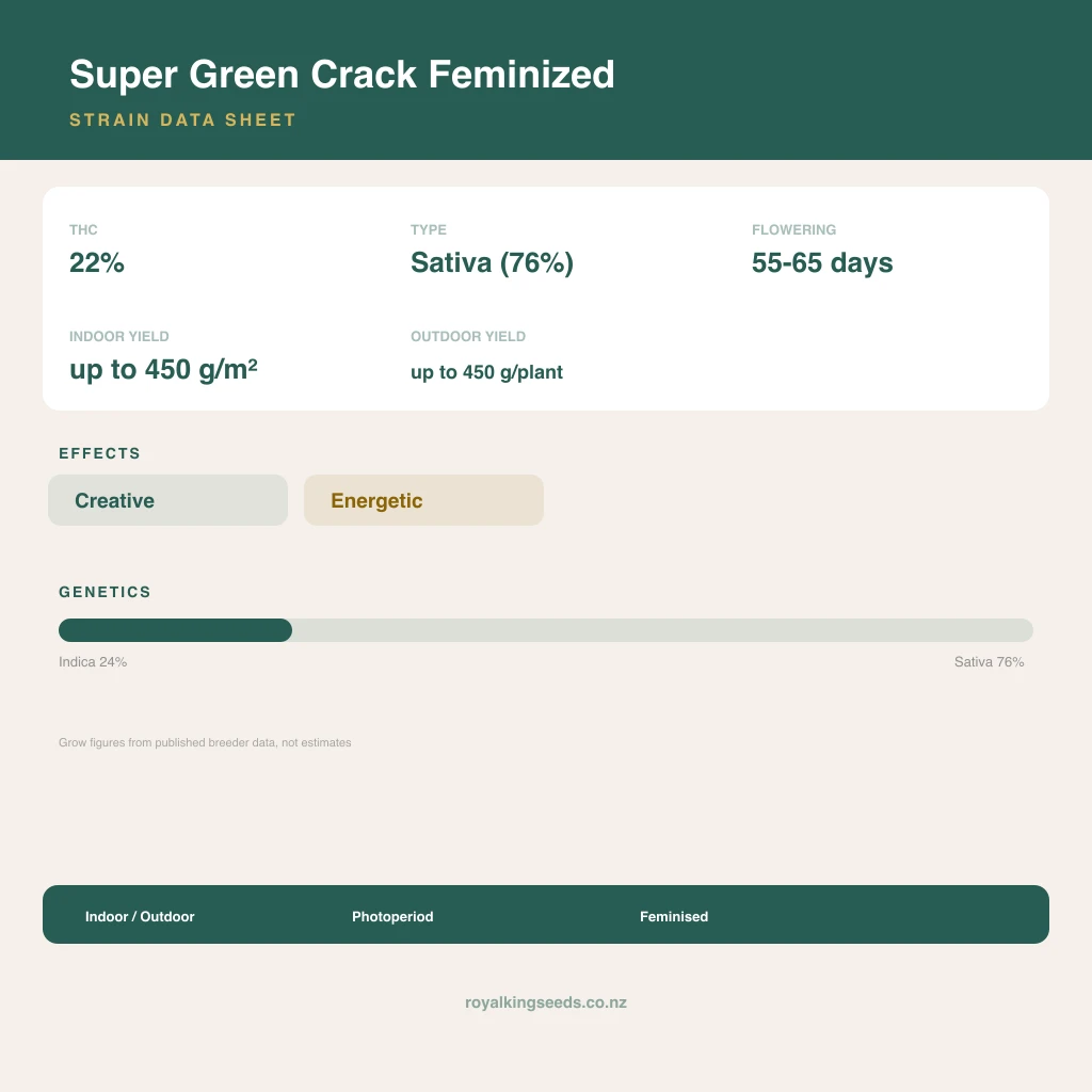 Super Green Crack 24% indica / 76% sativa flower with visible trichomes
