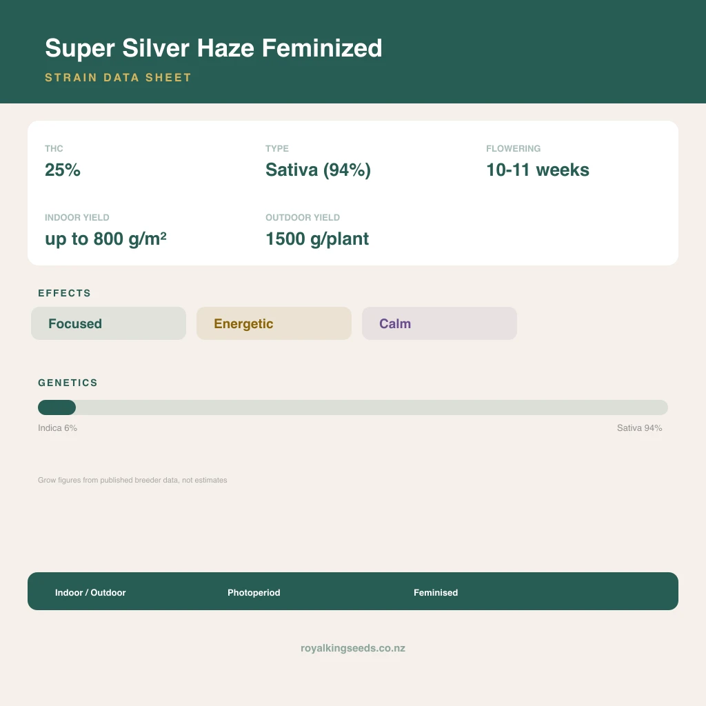Super Silver Haze 6% indica / 94% sativa flower with visible trichomes