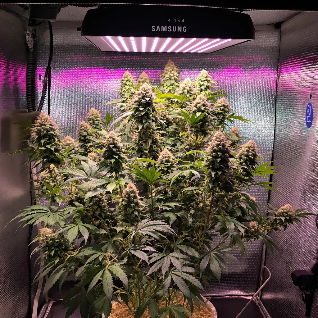 Superglue cannabis plant in flowering stage — 60-100 cm autoflower