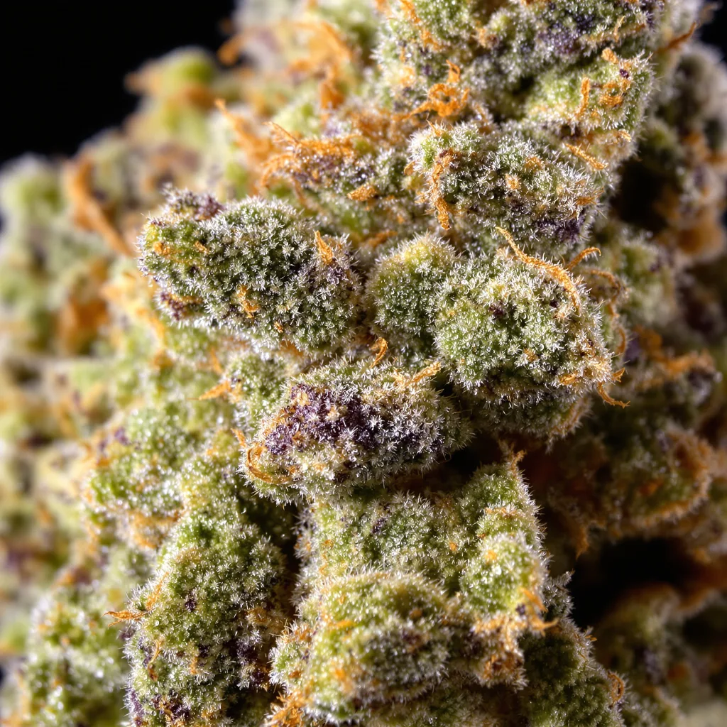 Surprise MFCKR Mixpack cannabis bud close-up showing open-bud structure with orange pistils