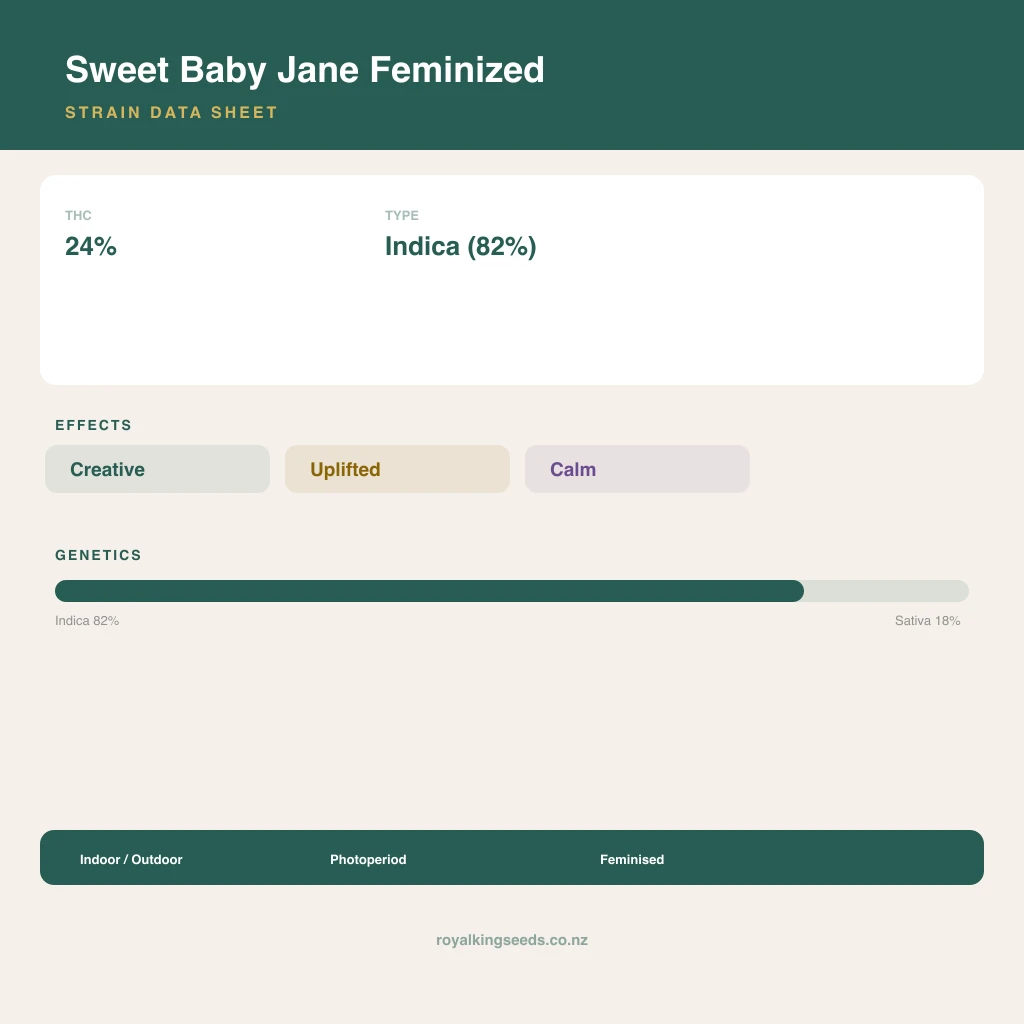 Sweet Baby Jane 82% indica / 18% sativa flower with visible trichomes