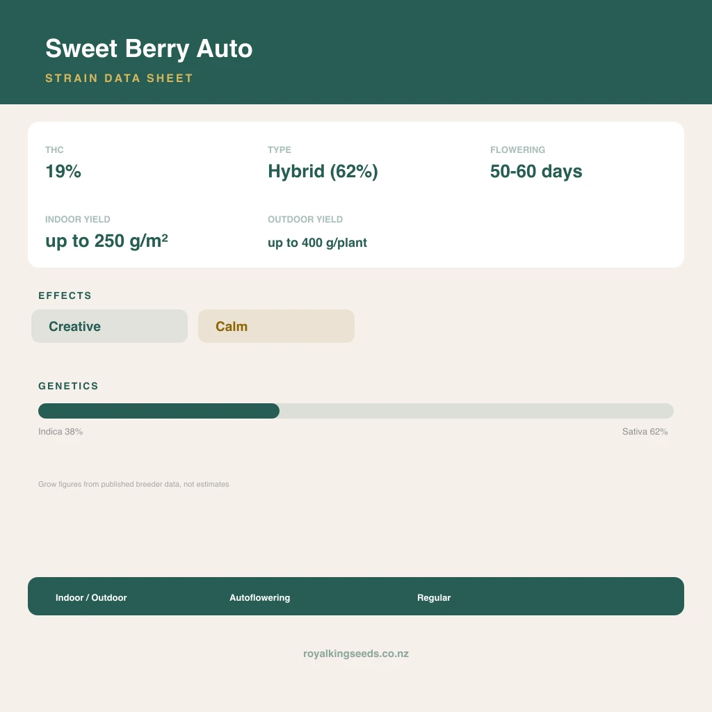 Sweet Berry 38% indica / 62% sativa flower with visible trichomes