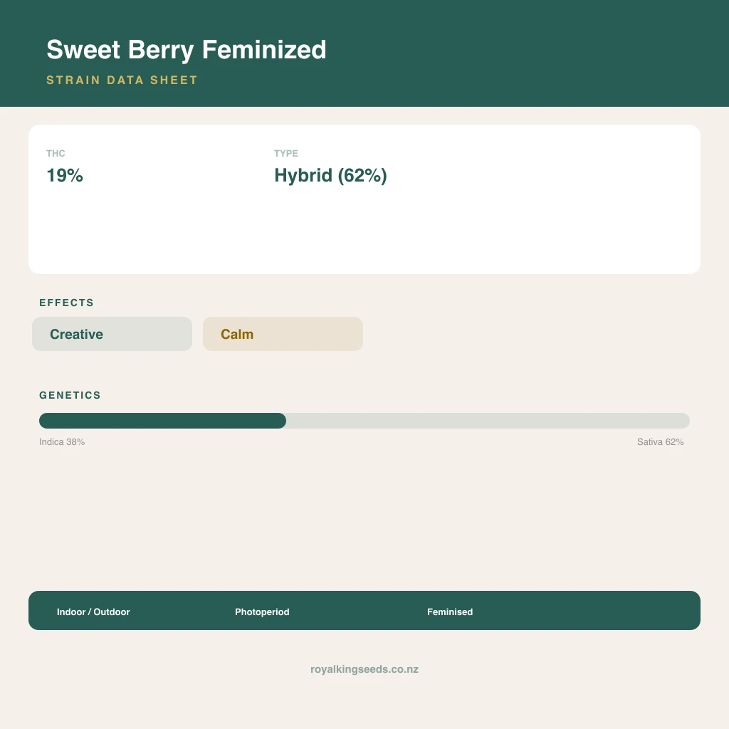 Sweet Berry 38% indica / 62% sativa flower with visible trichomes