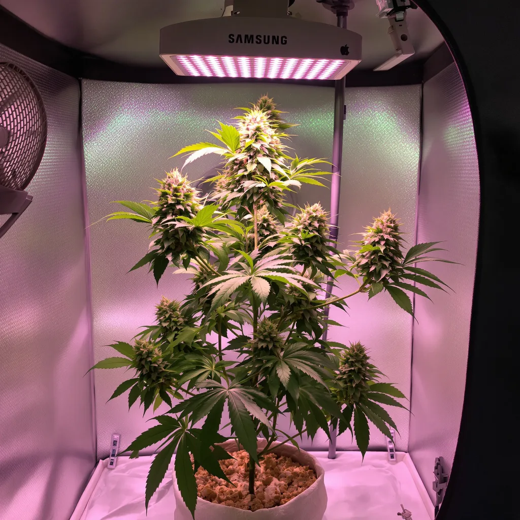 Sweet Dream cannabis plant in flowering stage — 90-130 cm feminised