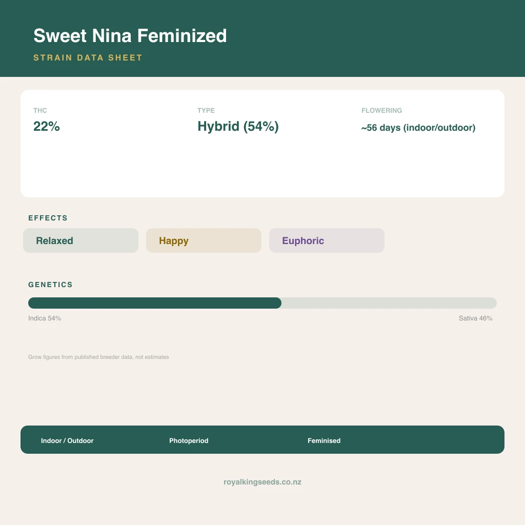 Sweet Nina 54% indica / 46% sativa flower with visible trichomes