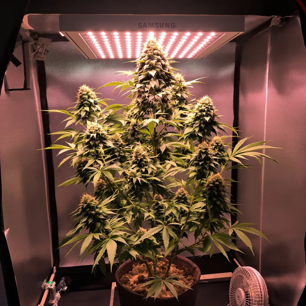 Tahoe OG Kush cannabis plant in flowering stage — 120-180 cm feminised