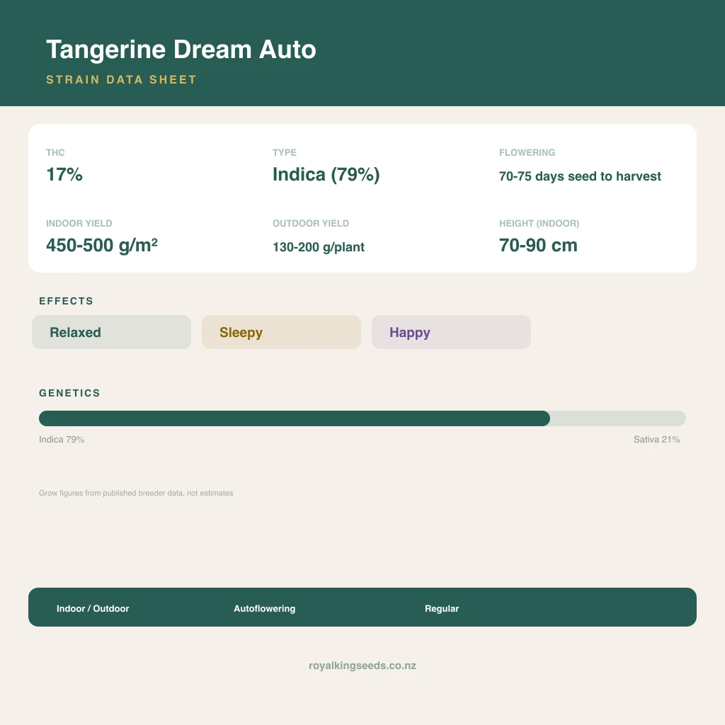 Tangerine Dream 79% indica / 21% sativa flower with visible trichomes