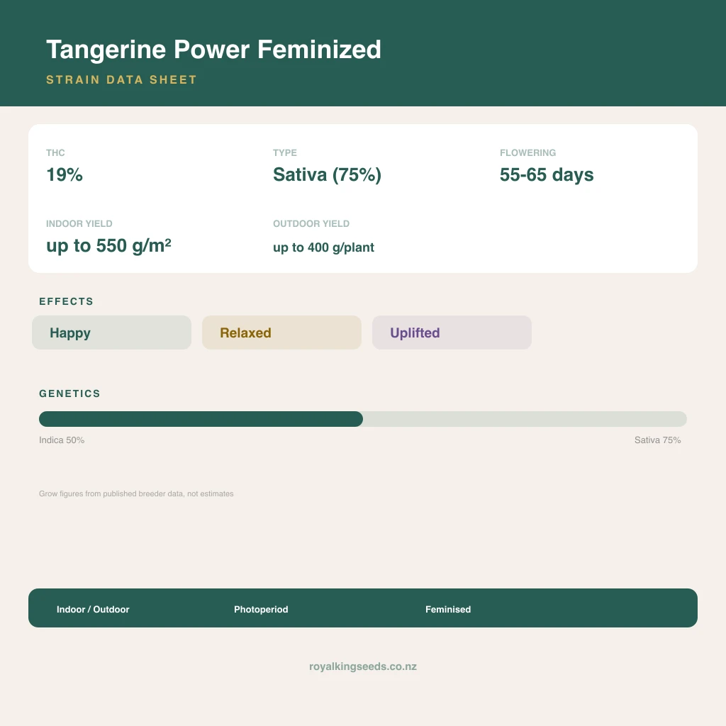 Tangerine Power 50% indica / 75% sativa flower with visible trichomes