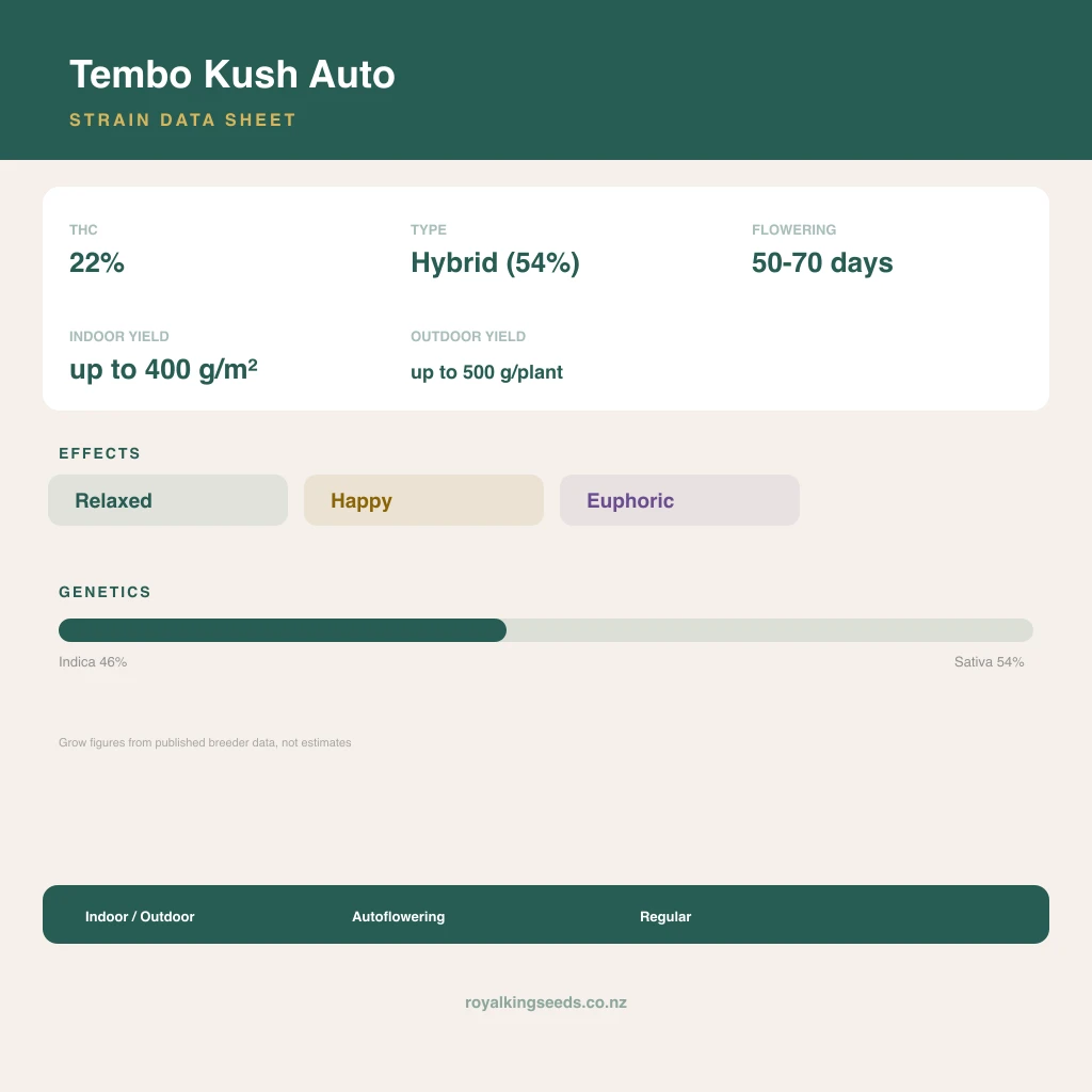 Tembo Kush 46% indica / 54% sativa flower with visible trichomes