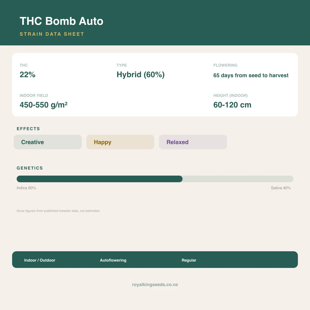 THC Bomb 60% indica / 40% sativa flower with visible trichomes
