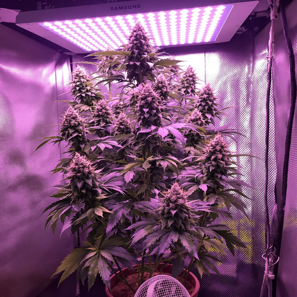 Tiger’s Milk cannabis plant in flowering stage — 120-180 cm feminised