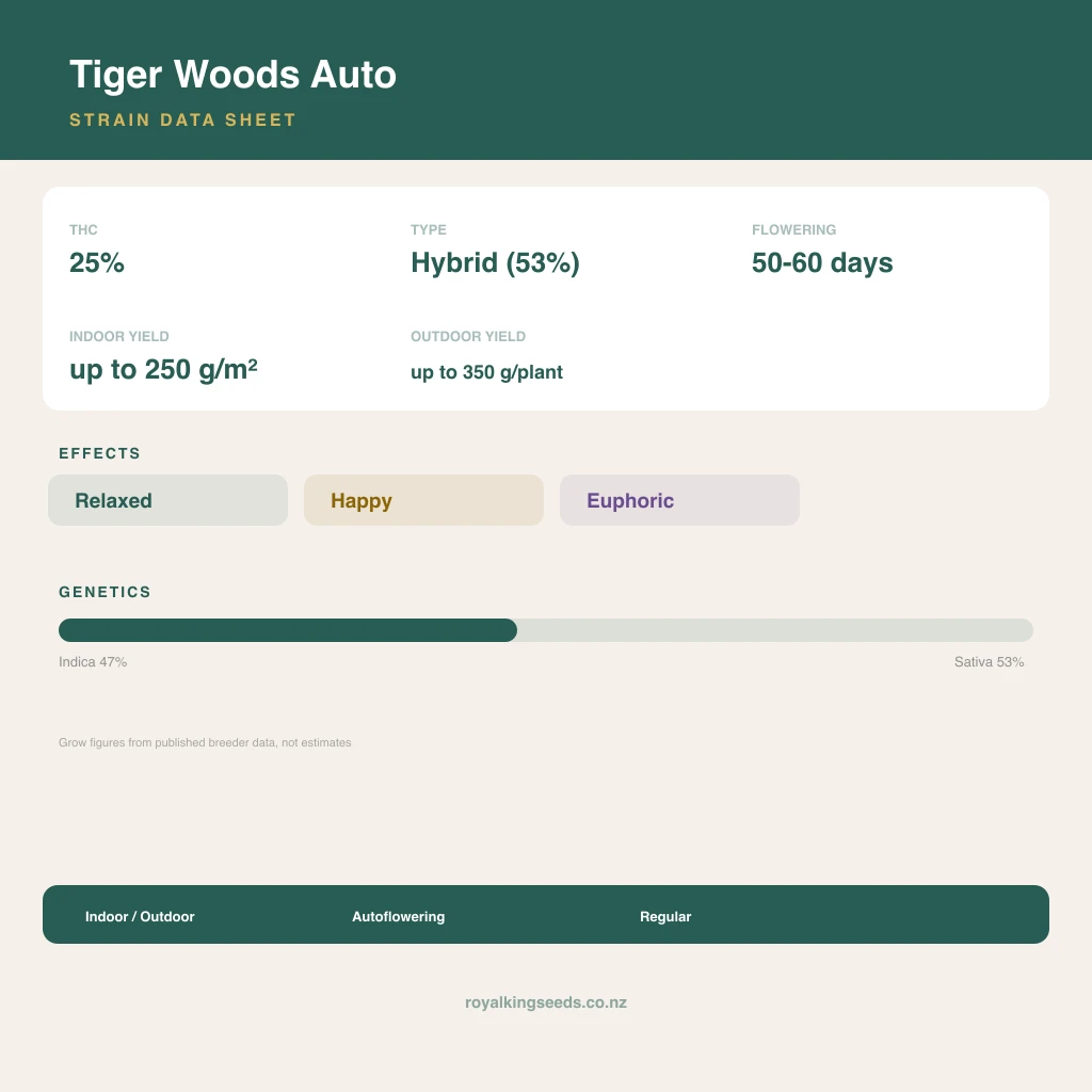 Tiger Woods 47% indica / 53% sativa flower with visible trichomes