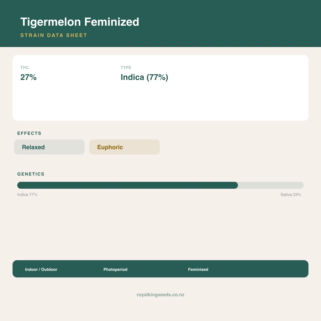 Tigermelon 77% indica / 23% sativa flower with visible trichomes