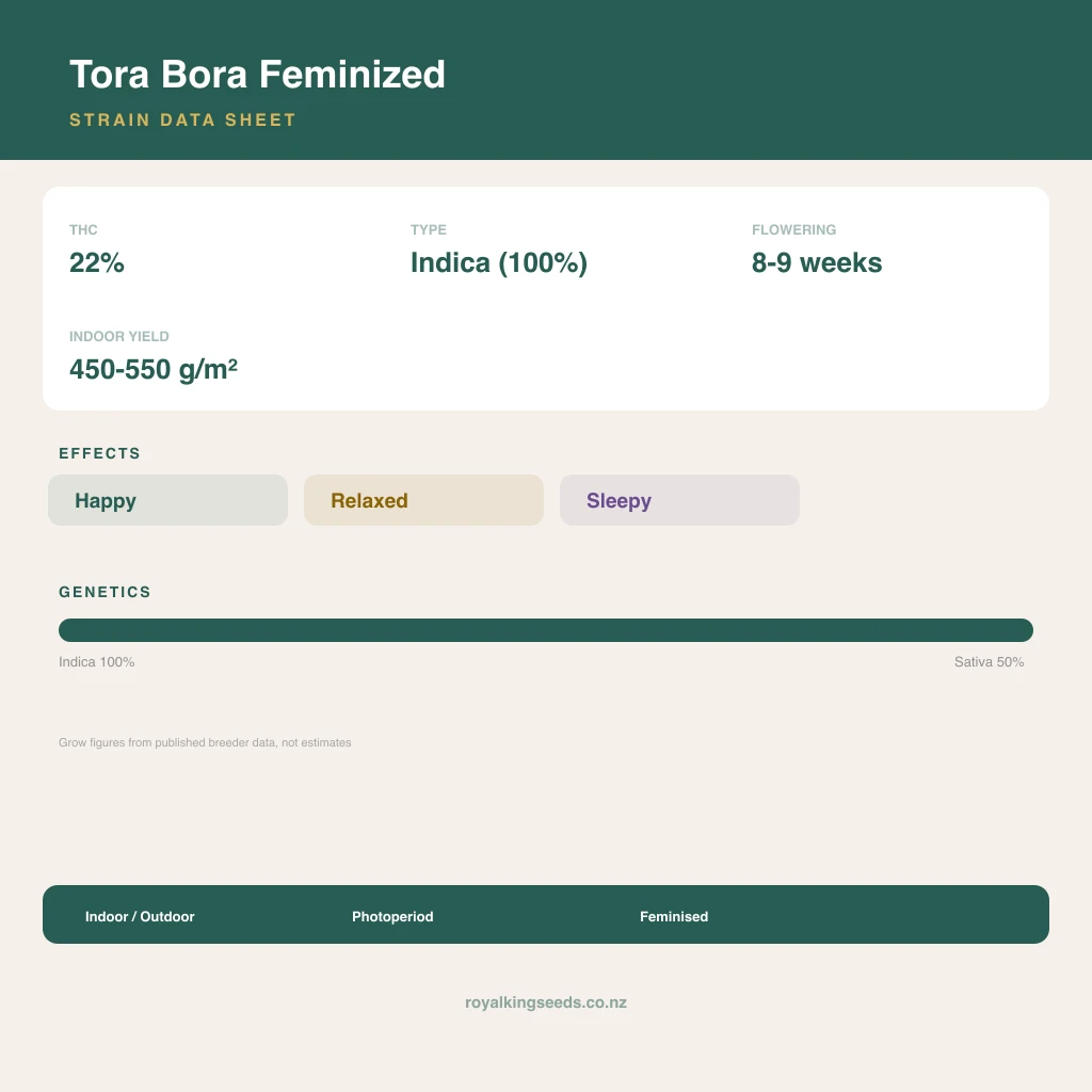 Tora Bora 100% indica / 50% sativa flower with visible trichomes