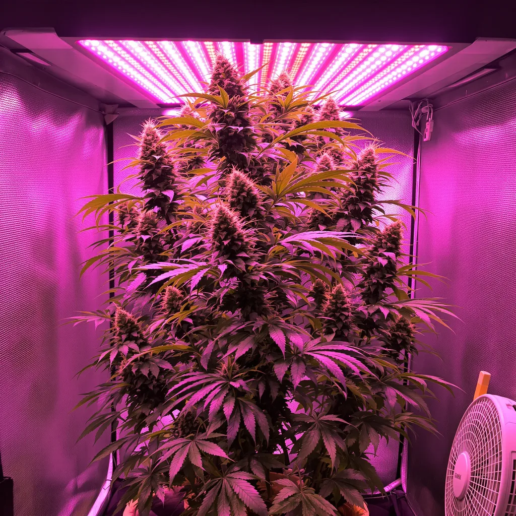 Trinity cannabis plant in flowering stage — 150-200 cm feminised