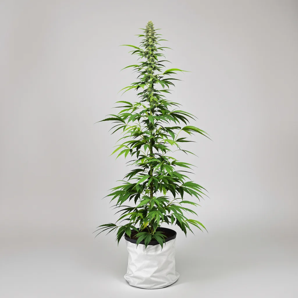 Tropic Thunder cannabis seeds packaging — Royal King Seeds New Zealand