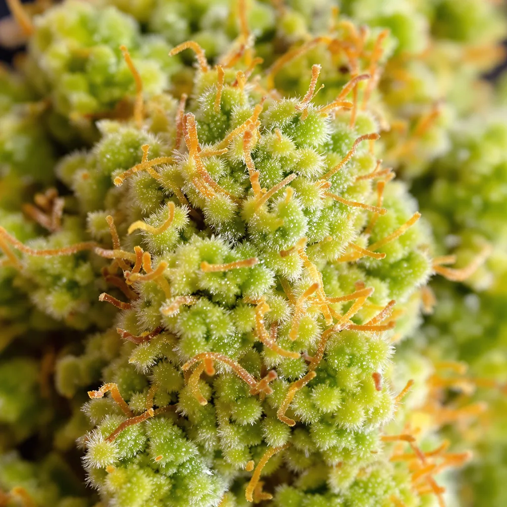 Turbo Mind Warp cannabis bud close-up showing lime-green airy structure