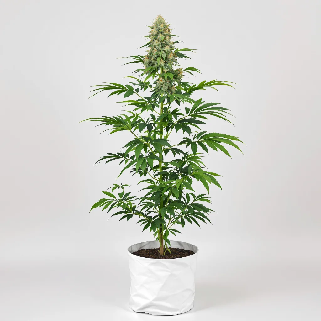 Tutti Frutti cannabis seeds packaging — Royal King Seeds New Zealand