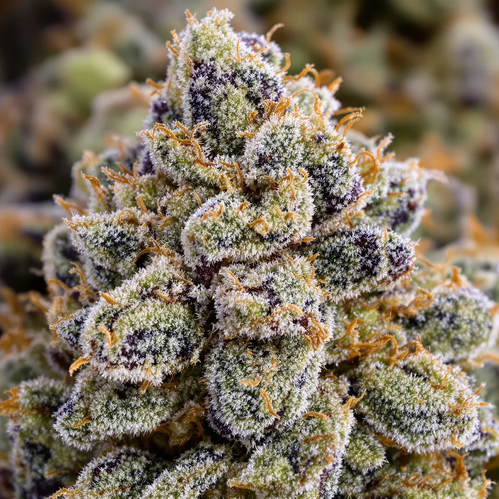 Venom OG cannabis bud close-up showing balanced bud structure with frosted trichomes