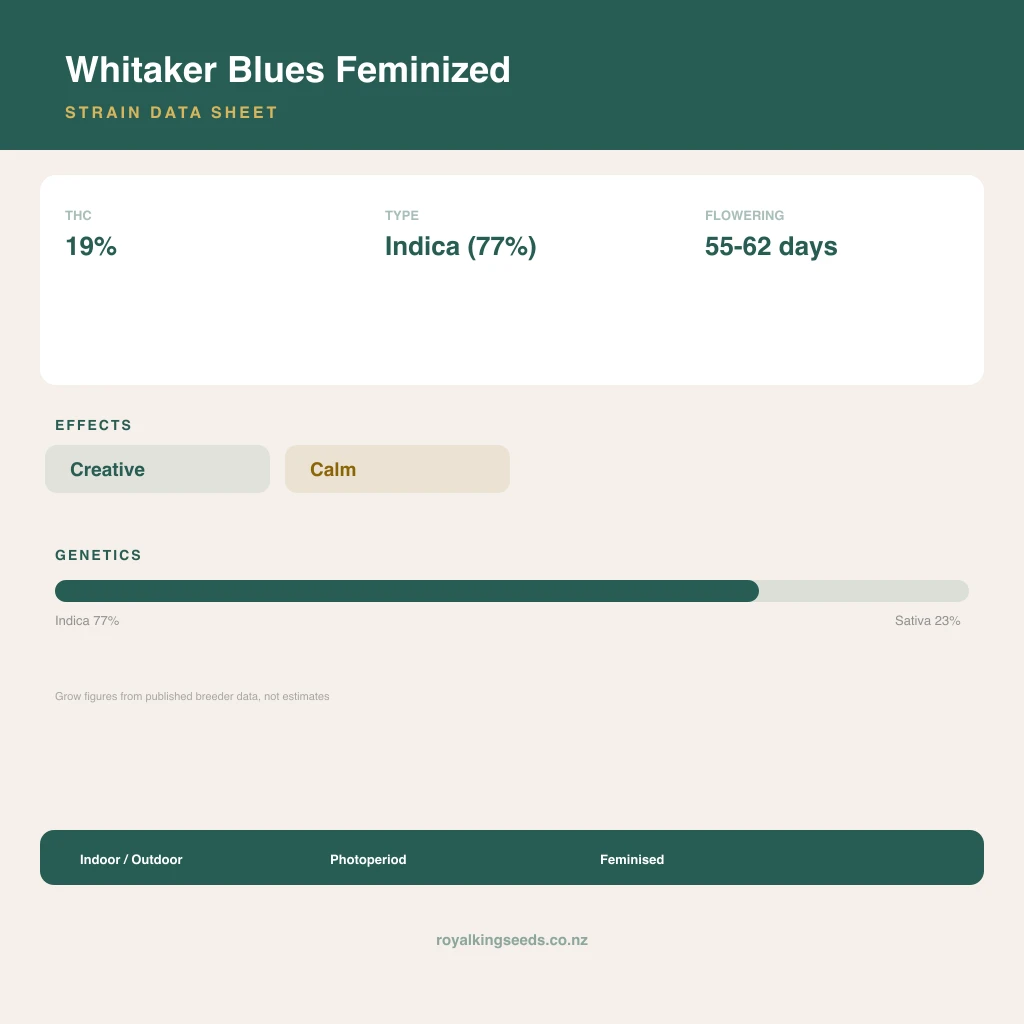 Whitaker Blues 77% indica / 23% sativa flower with visible trichomes