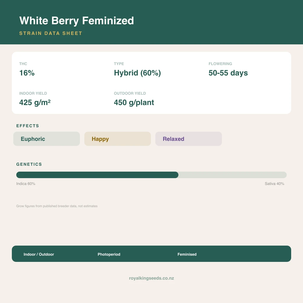 White Berry 60% indica / 40% sativa flower with visible trichomes