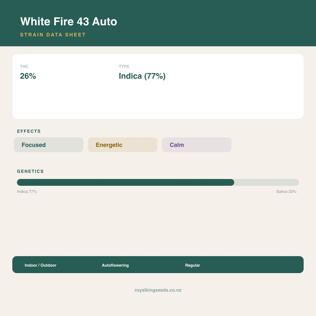 White Fire 43 77% indica / 23% sativa flower with visible trichomes