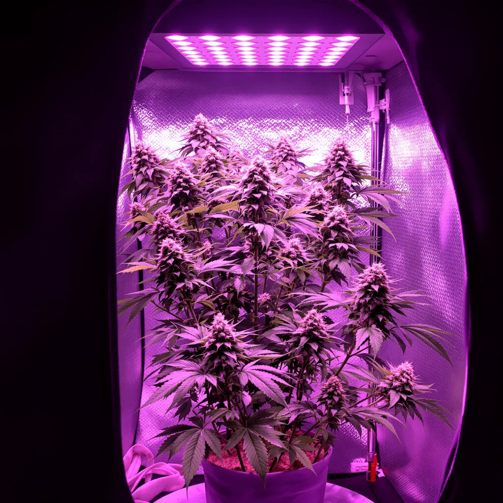 White Gold cannabis plant in flowering stage — 120-180 cm feminised