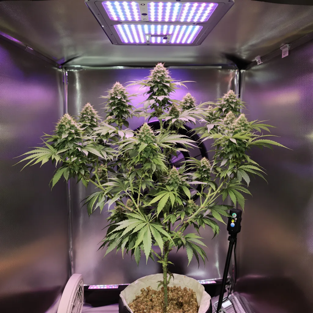 White OG cannabis plant in flowering stage — 120-180 cm feminised