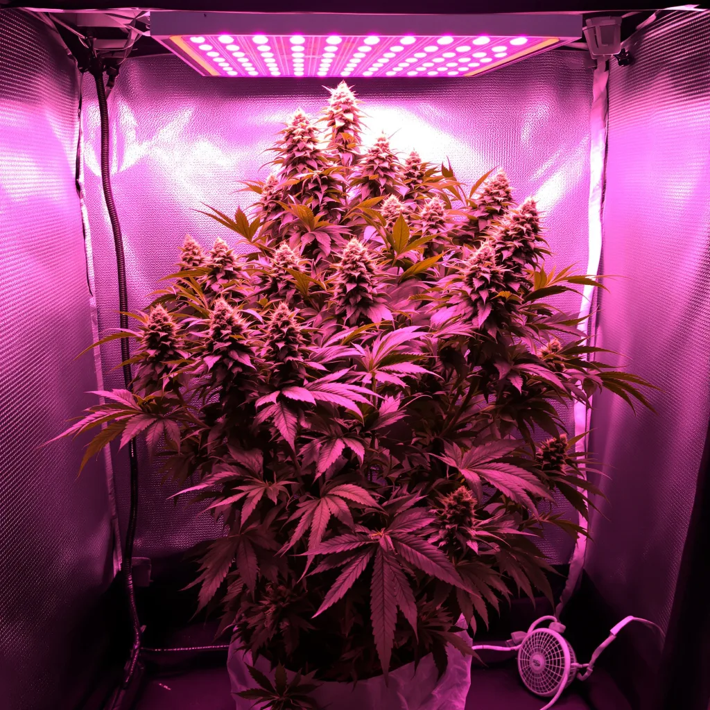 White Rhino cannabis plant in flowering stage — 90-130 cm feminised