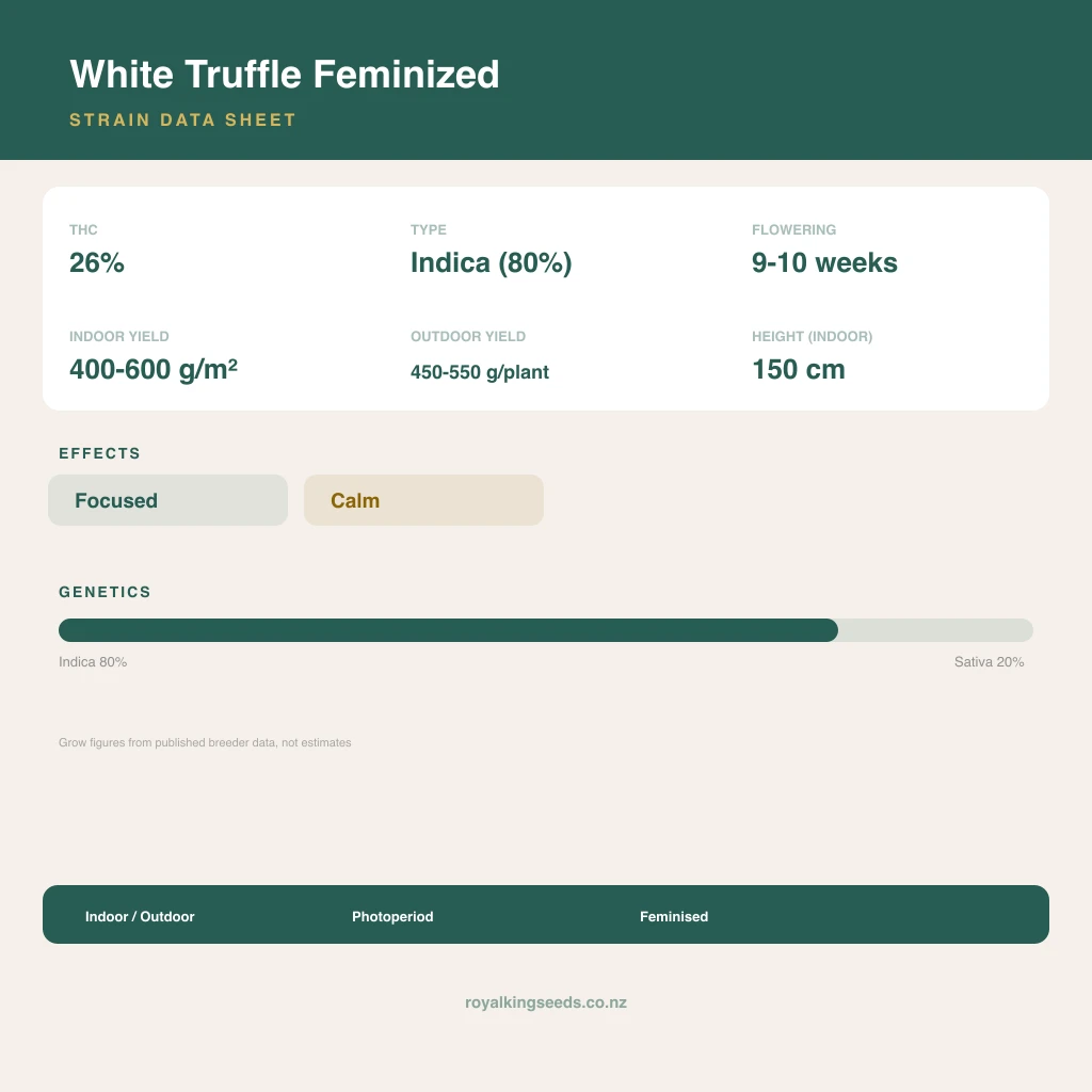 White Truffle 80% indica / 20% sativa flower with visible trichomes
