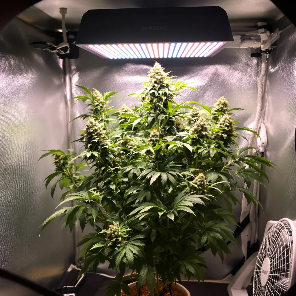 Wild Hog cannabis plant in flowering stage — 90-130 cm feminised