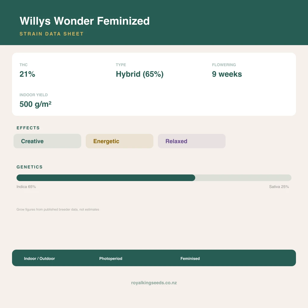 Willys Wonder 65% indica / 25% sativa flower with visible trichomes