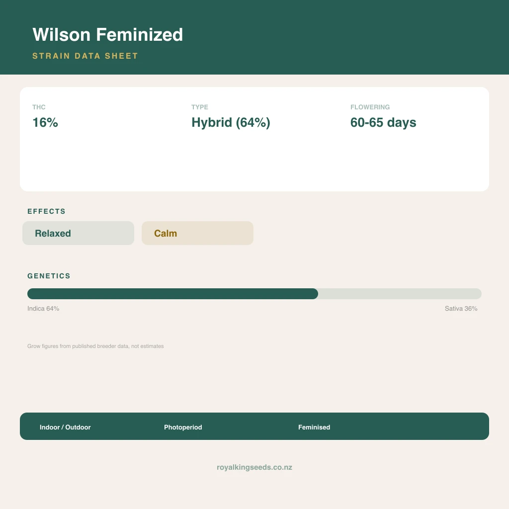 Wilson 64% indica / 36% sativa flower with visible trichomes