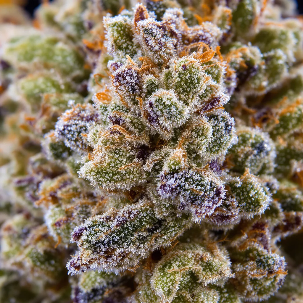 Wonder Woman cannabis bud close-up showing balanced bud structure with frosted trichomes
