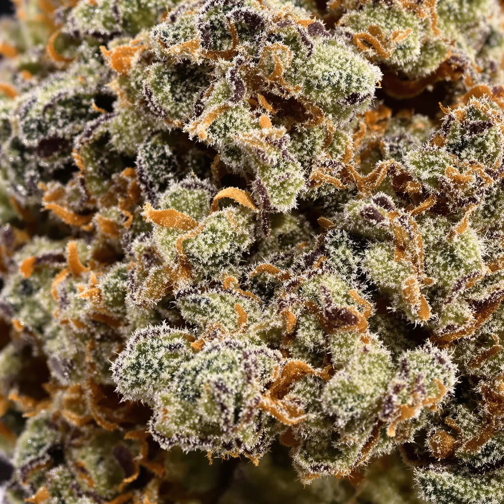 XXX 420 cannabis bud close-up showing dense purple-tinged calyxes
