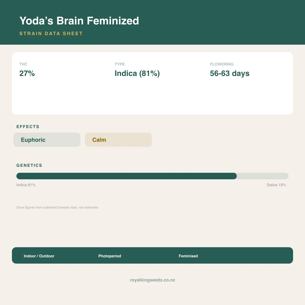 Yoda’s Brain 81% indica / 19% sativa flower with visible trichomes