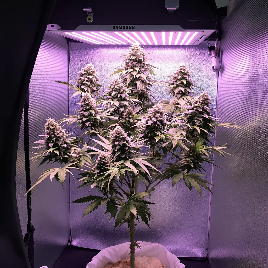 Zashimi cannabis plant in flowering stage — 152-244 cm feminised