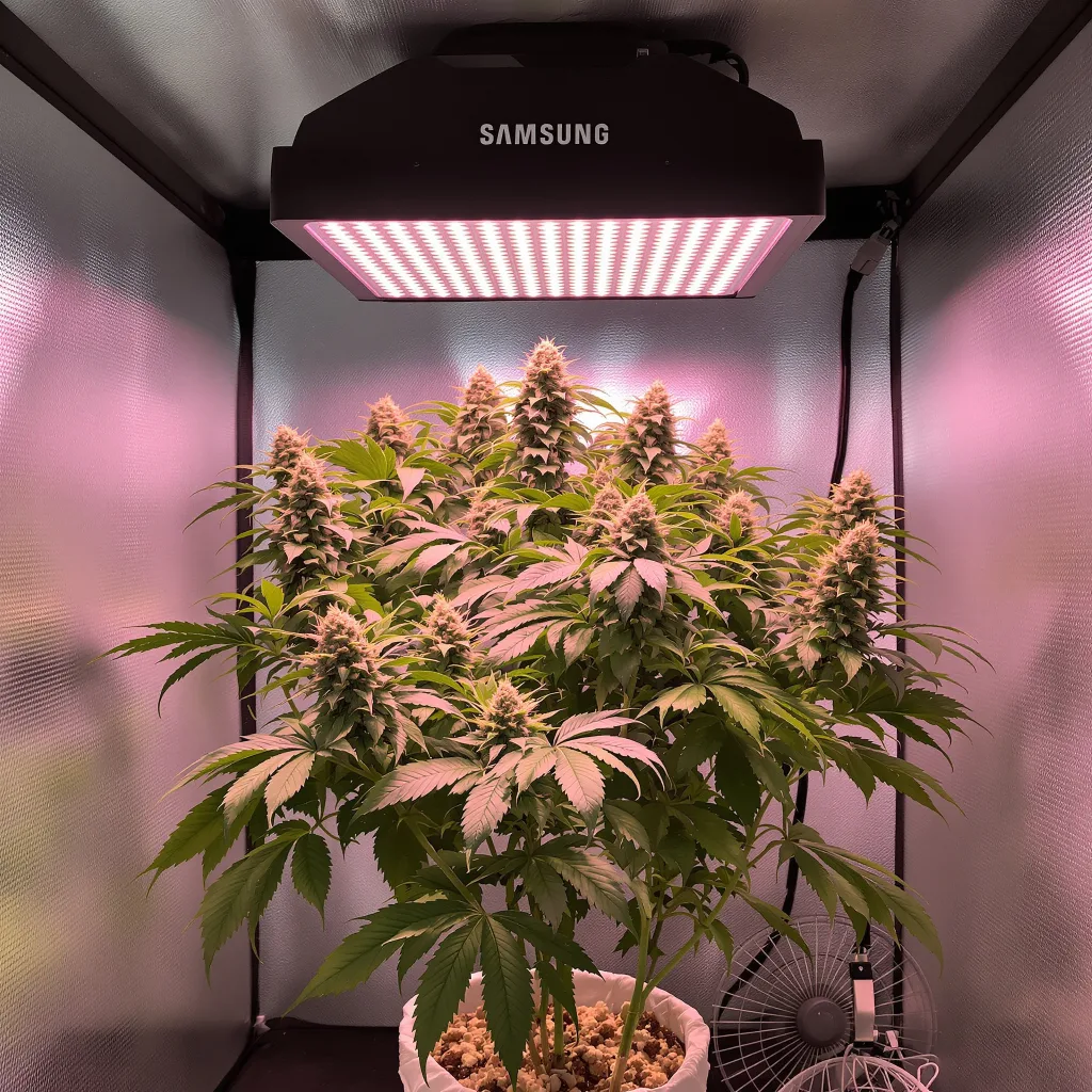Zombie OG cannabis plant in flowering stage — 90-130 cm feminised
